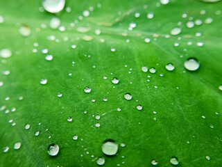 Beautiful natural details. Summer nature macro pattern.  Green leaf texture with water drops