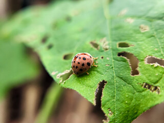 Ladybug on a green leaf, macro shot, shallow dof	