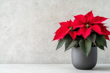 Bright red poinsettia blooms in white pot against a soft neutral background for holiday decor