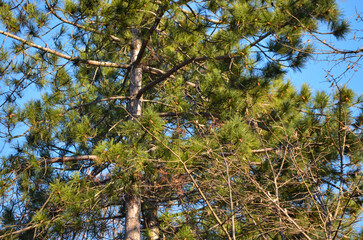 Obraz premium A tree with green leaves and brown branches. The tree is tall and has a lot of branches.