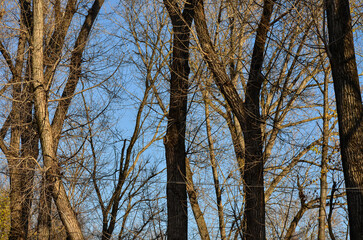 A forest with trees that are bare and brown. The sky is blue and clear.