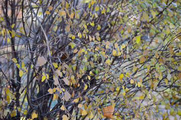 A tree with leaves that are yellow and brown. The tree is bare and has no leaves.
