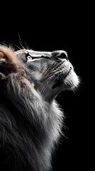 Black and white photograph of a lion looking upwards.