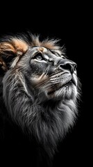 Fototapeta premium Black and white photograph of a lion looking upwards.