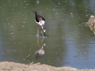 Black-winged Stilt, very long-legged wader in the Avocet and Stilt family Recurvirostridae e in a Swamp