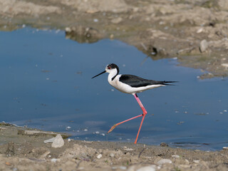 Black-winged Stilt, very long-legged wader in the Avocet and Stilt family Recurvirostridae e in a Swamp