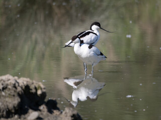 The Pied Avocet, a large Black and White Wader in the Avocet and Stilt Family, Recurvirostridae.