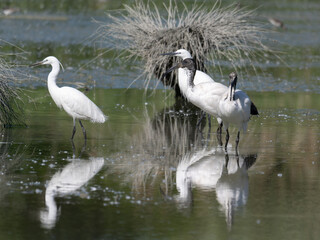 White Heron and African Sacred Ibis, Wading Birds in a Swamp