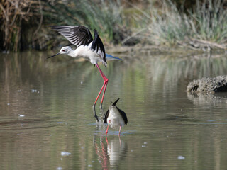 Black-winged Stilts, very long-legged wader in the Avocet and Stilt family Recurvirostridae e in a Swamp