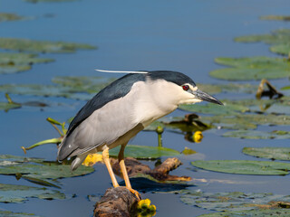 Nycticorax, a genus of Night Herons, Black Crowned Night Heron waiting for its prey