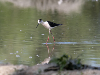 Black-winged Stilt, very long-legged wader in the Avocet and Stilt family Recurvirostridae e in a Swamp