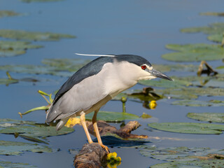 Nycticorax, a genus of Night Herons, Black Crowned Night Heron waiting for its prey