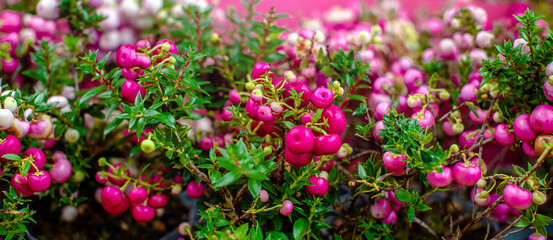 Pink gaulteria on a green natural background
