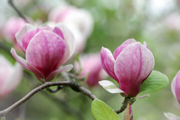 Obraz premium Magnolia. spring magnolia flowers, natural soft floral background. beautiful flowers, delicate magnolia, in the garden or park. pink flower in nature, close-up. flowering season, spring time