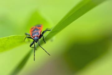 Fototapeta premium Spilostethus pandurus. Bug soldier on a green background close-up. macro nature. the insect sits on a branch. bright red beetle. red and black color. the first beetle in early spring. world of insects