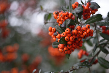 Winter rowan tree under snow close-up. Groups of bright red berries, mountain ash. branch of red rowan in winter in snow. place for text. red berries in early spring. first snow, autumn season