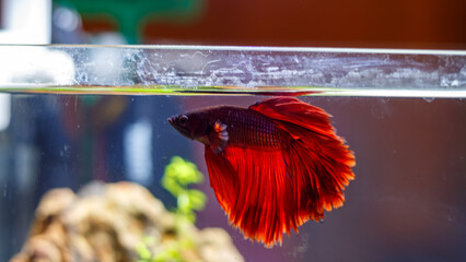 Aquarium fish in a nano aquarium. Red betta fish.