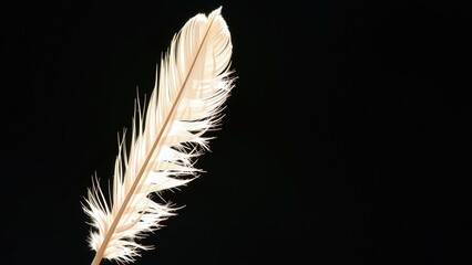 Obraz premium Elegant Feather on Black Background: Perfect for Wall Art, Decorative Accents, and Meditation Inspiration