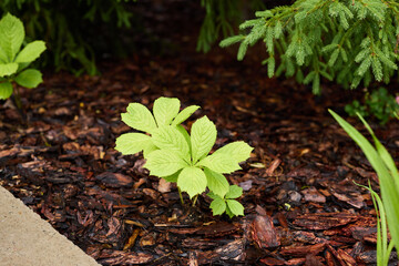 A Vibrant Young Plant Emerging from a Layer of Mulch in an Inviting Garden Setting