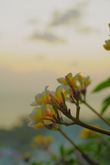 autumn leaves in the morning sun