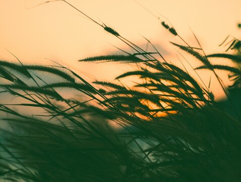 sunset in the field