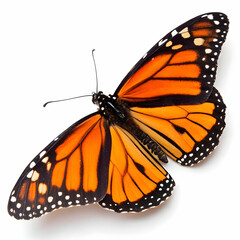 Fototapeta premium beautiful monarch butterfly isolated on white