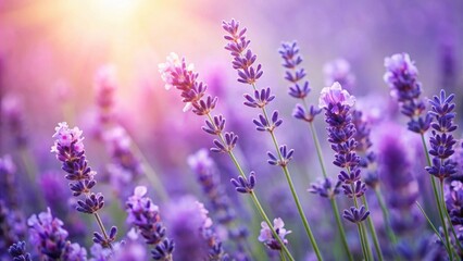 Obraz premium Close-up view of delicate lavender flowers, lavender, flowers, close-up, delicate, purple, petals, blossoms, botanical, nature