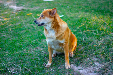 Thai Ridgeback