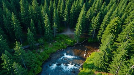 Aerial view of lush conifer forest taiga with stream, firs, cedars, brook, green trees, woods, view