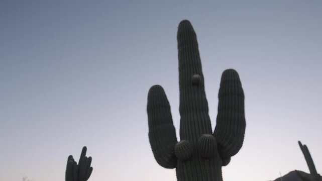 Cactus in the desert