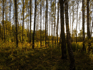 Birch grove with golden leaves in golden autumn, illuminated by the sun at sunset or dawn.