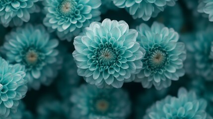 Close-up of many teal dahlias.