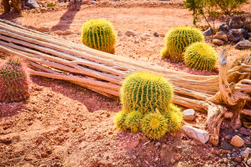Golden Barrel cactus and Driftwood in Desert Glow Eye Level Perspective