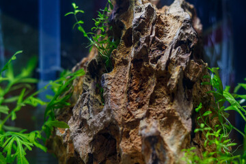 Young nano aquarium. Recently launched aquarium.