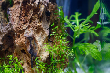 Young nano aquarium. Recently launched aquarium.
