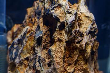 Young nano aquarium. Recently launched aquarium.