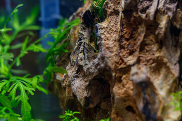 Young nano aquarium. Recently launched aquarium.