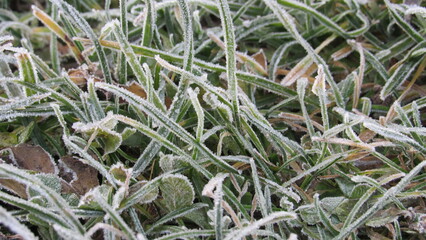 hoarfrost on the grass. winter frosts