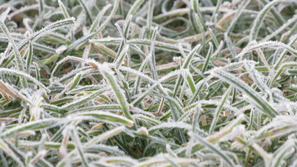 hoarfrost on the grass. winter frosts