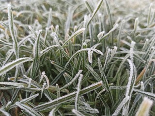 hoarfrost on the grass. winter frosts