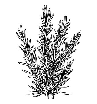 rosemary plant black and white sketch clip art preview