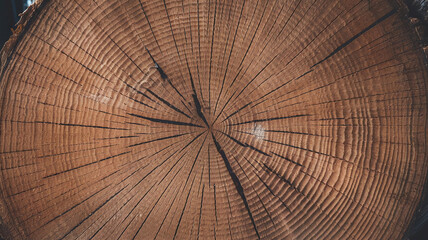 Fototapeta premium Close-up photo of a Douglas Fir tree cut surface showcasing its light natural tones, detailed growth rings, and organic texture, perfect for nature backgrounds and woodworking design projects. 