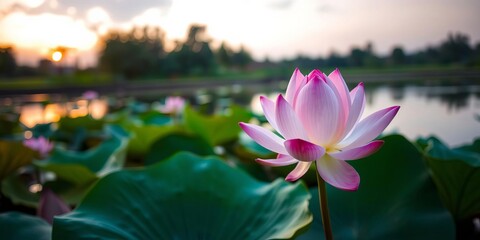 Beautiful pink lotus flower blooming gracefully at sunset, creating a peaceful and serene zen atmosphere, flora, reflection
