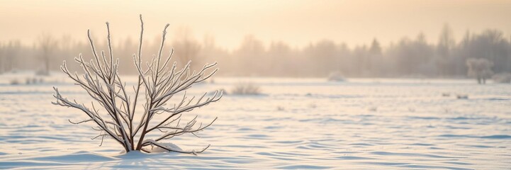 Obraz premium Beautiful tree standing tall in a snowy winter landscape, with the morning sun casting a soft golden glow on its bare branches and glistening snow-covered ground, tranquil, glistening