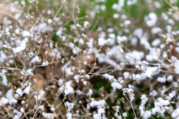 Dry bush under the snow