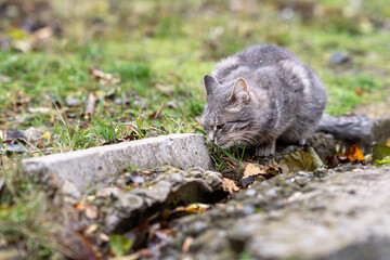 Cat eats grass