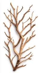 Obraz premium Explore the intricate beauty of a natural branch showcased in a minimalist studio setting. On white background