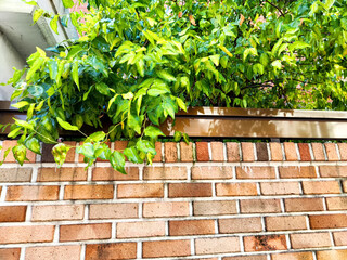 Lush green leaves stretch over a brick wall in an urban setting during daylight hours