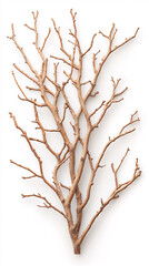 Obraz premium Explore the detailed beauty of a unique branch structure in a botanical illustration showcasing nature's art. On white background