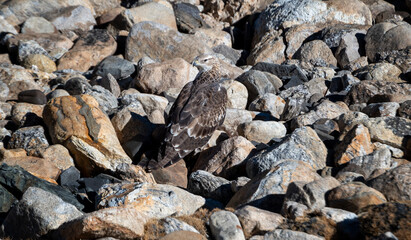 eagle